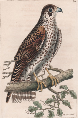 The Common Falcon